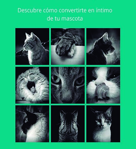 Reseña de «Conecta con tu gato» de Miren Azurmendi Saez de Asteasu